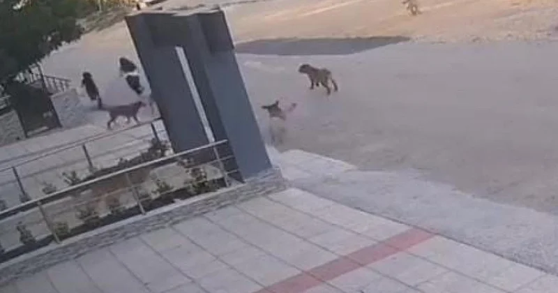 Bursa da başıboş köpekler yolda yürüyen iki kişiye saldırdı