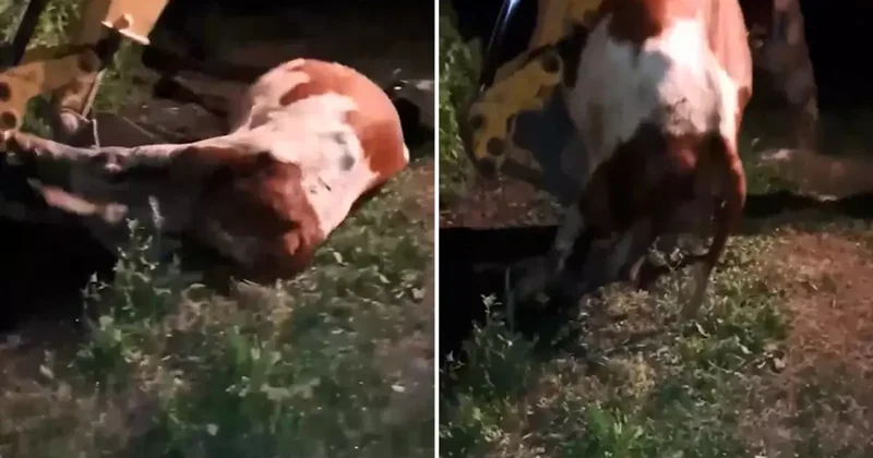 Ardahan da durum içler acısı! Devasa hayvanları tek tek toprağa veriyorlar