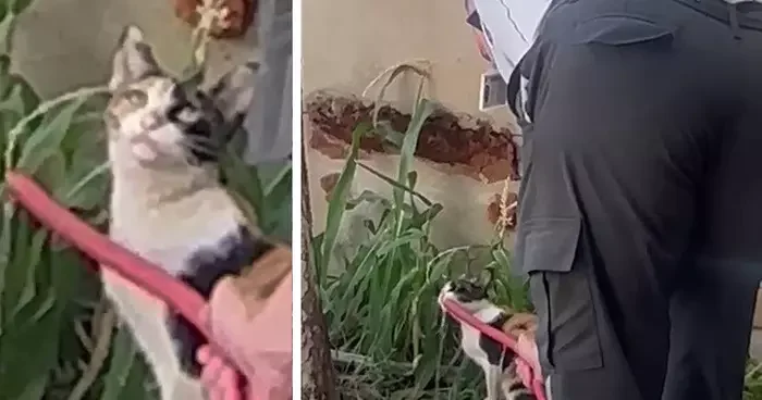 Siirt’te sıcaktan bitkin düşen kediye güvenlik görevlisi can suyu oldu