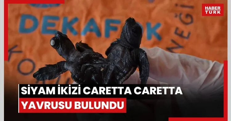 Manavgat ta ender rastlanan olay: Siyam ikizi Caretta caretta yavrusu bulundu