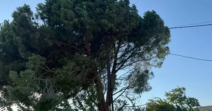 Rüzgarın etkisiyle kopan elektrik telleri yangına neden oldu