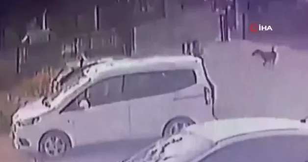3 yaşındaki çocuğu köpekler kovaladı