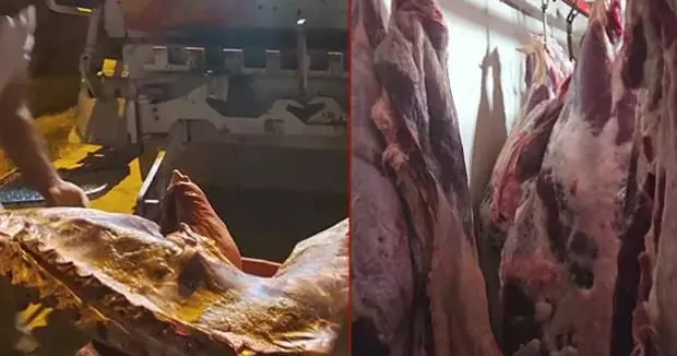 Kayseri haberleri Bakanlıktan Kayseri de gıda denetimi: 1,5 ton et imha edildi! 15 Eylül 2025