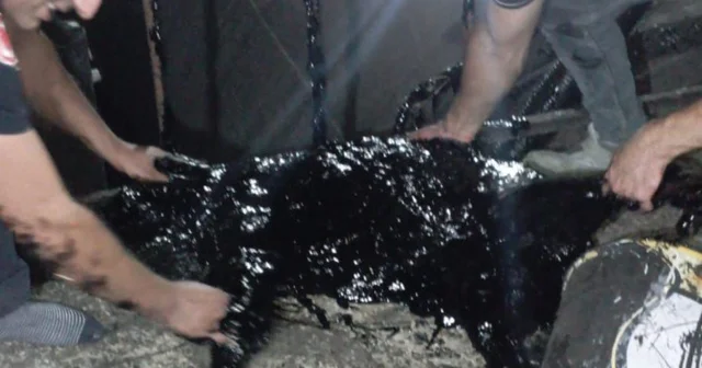 Zift kazanına düşen köpek öldü Antalya Haberleri