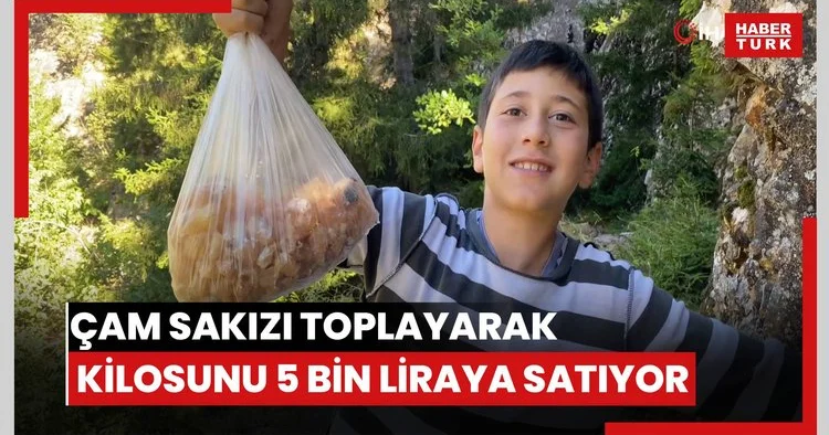 Artvinli minik Eymen hafta sonları çam sakızı toplayarak kilosunu 5 bin liraya satıyor