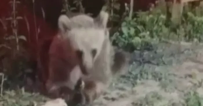 Dumanlı Parkında karnını duyuran ayı görüntülendi