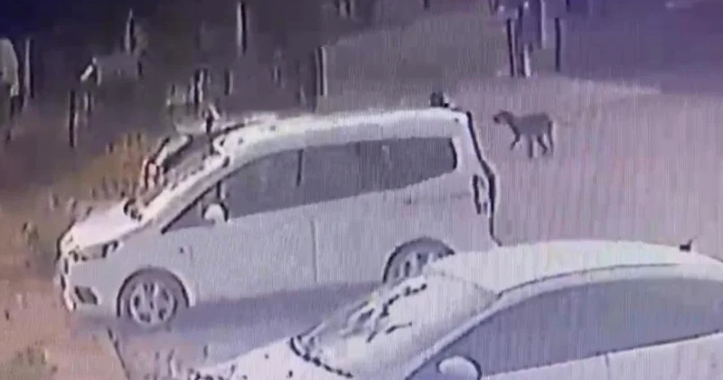 Başıboş sokak köpekleri 3 yaşındaki çocuğu kovaladı