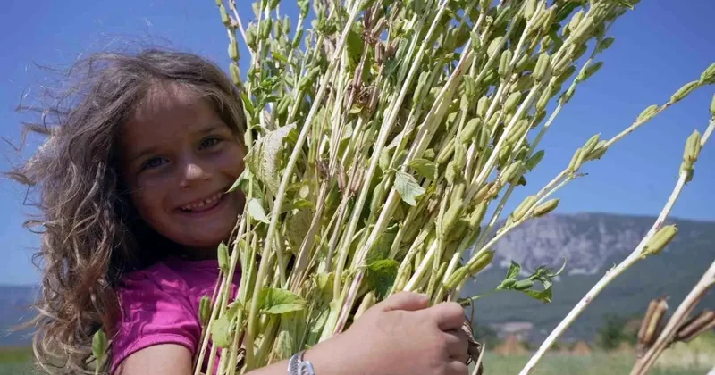 Gökova da Sarı Susam Hasadı Devam Ediyor