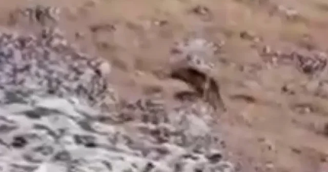 Şanlıurfa’da görüntülendi: Nesli tükenme tehlikesi altındaydı VİDEO İZLE