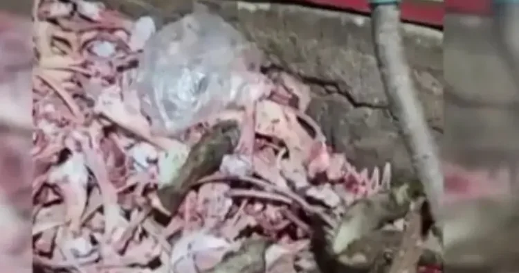 1,5 ton uygunsuz eti vatandaşa yedireceklerdi! Yakayı ele verdiler
