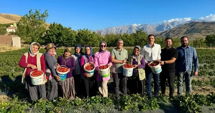 Niğde’de çilek hasadı bereketi