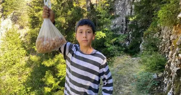 Artvin haberleri Ormanda topluyor, kilogramını 5 bin TL den satıyor 15 Eylül 2025