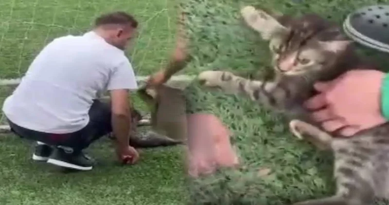 Küçük kedi kale filesine takıldı: Vatandaşlar yardıma koştu
