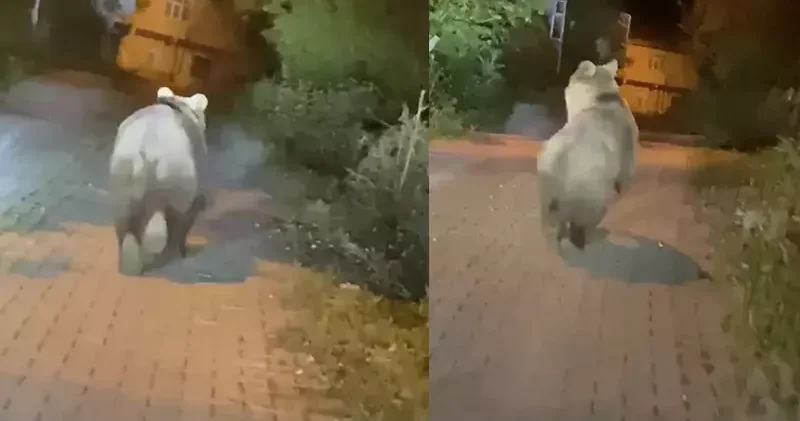Bartın da yola inen bozayı görüntülendi