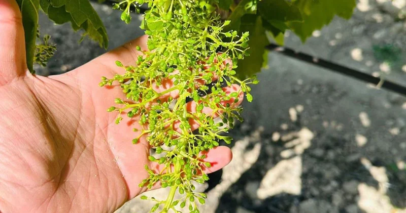 Manisa’da Külleme ve Ölükol Hastalığı’ uyarısı