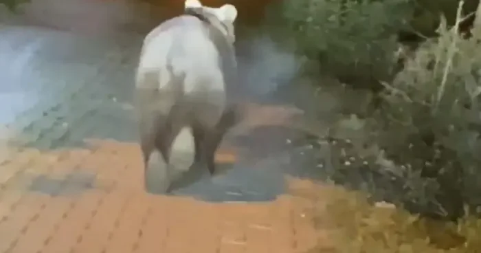 Bartın da yoldaki bozayıya uzaklaşması için bağırdılar