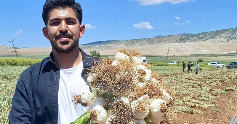 Sarımsakları daha iyi yetiştirmek için mühendis oldu