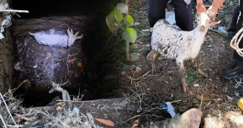 Haylaz keçi itfaiye “maa”rifetiyle kurtarıldı