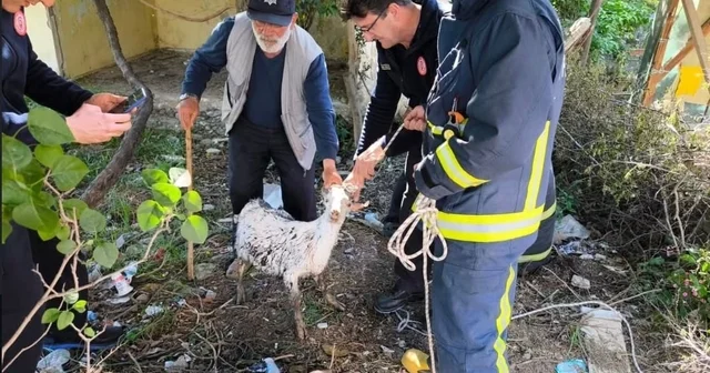 Yalova da itfaiye ekiplerinin keçi kurtarma operasyonu kamerada Yalova Haberleri