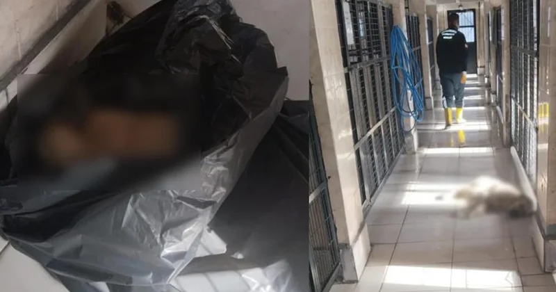 CHP li başkan barınaktaki kumpası deşifre etti Sözcü Gazetesi