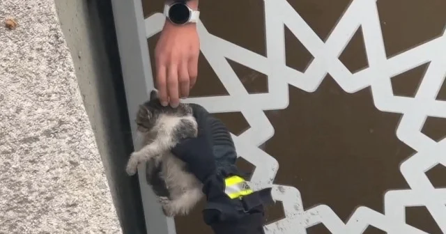 Dereye düşen kediyi kurtarıp sahiplendi VİDEO İZLE