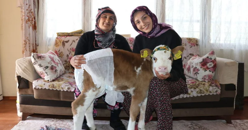 Annesi rahatsızlanan buzağı Nisan evde misafir ediliyor