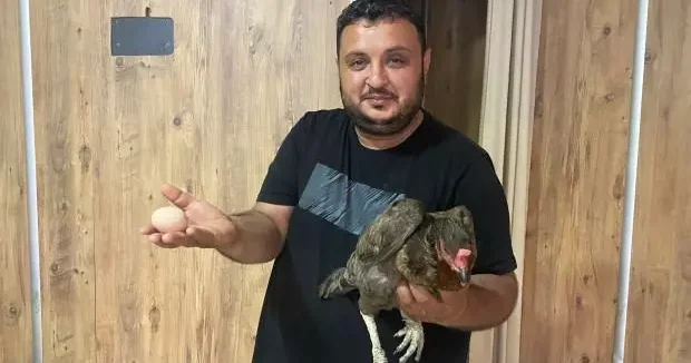 Antalya haberleri Bu tavuk yürek yemiş: Yumurta kapıya dayanınca dönerciye girdi! 16 Mayıs 2025