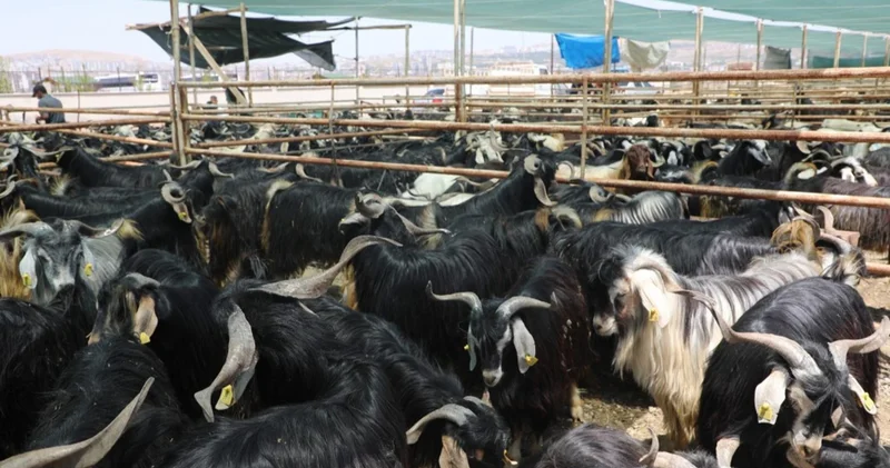 Elazığ’da kurban kesim alanları açıklandı