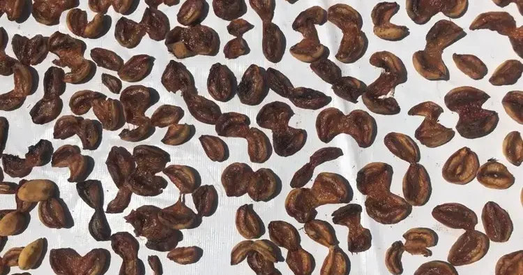 Don vurdu, kurusunun fiyatı bin lirayı aştı