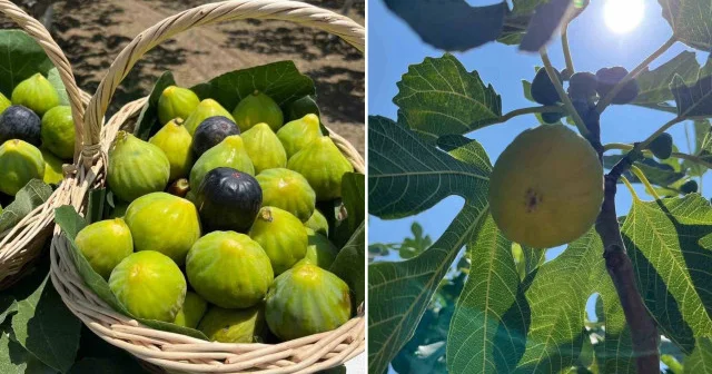 Aydın da tam 42 çeşit incir yetişiyor: Erkenci mahsul hasat ediliyor Aktüel Haberleri
