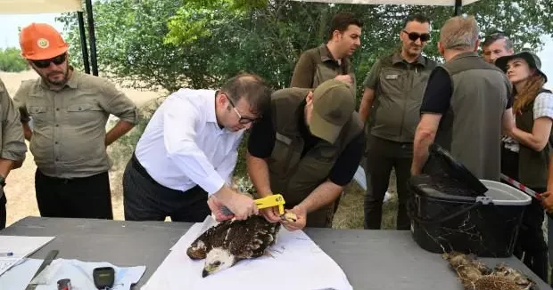 Tekirdağ haberleri Trakya da kuşlar halkalanıyor! Seferberlik başladı 16 Haziran 2025