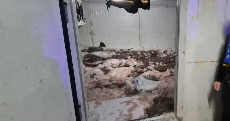 Samsun da tonlarca kaçak avlanan kalkan balığı ele geçirildi