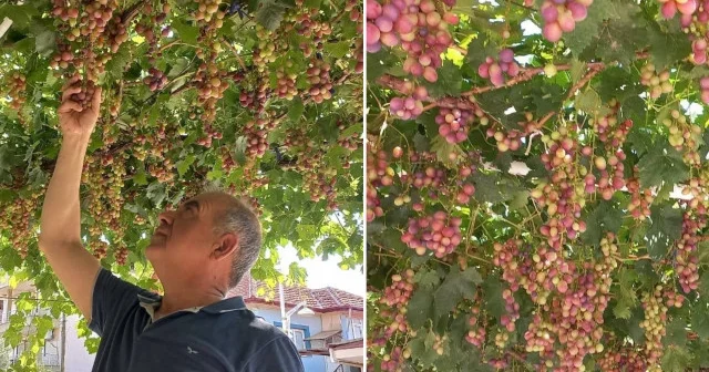 Evin önündeki asmadan herkese ikram ediyor: Eşim dostum komşularım yiyor Aktüel Haberleri