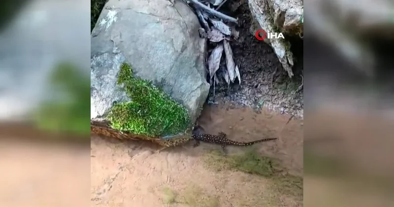 Elazığ da benekli semender görüntülendi
