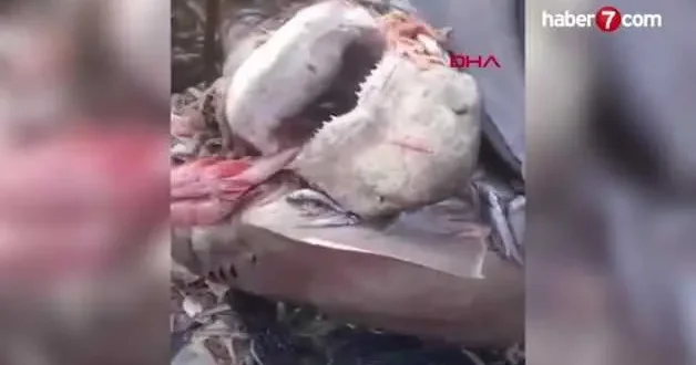 Mersin de köpek balığı panikletti: Tatilciler rezervasyonları iptal etti