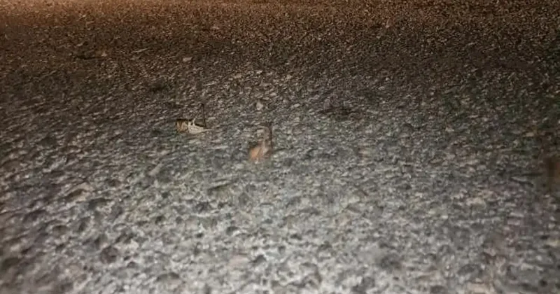 Elazığ’da yüzlerce çekirge yolu kapattı