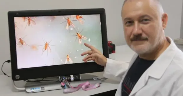 Manisa haberleri Bu sineğe dikkat! Uzmanlar uyardı: Ölüme kadar götürüyor 16 Haziran 2025