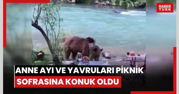 Anne ayı ve yavruları piknik sofrasına konuk oldu