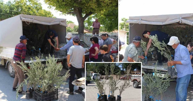 Antalya Büyükşehir Belediyesi nden 19 ilçeye 40 bin zeytin fidanı desteği Gündem Haberleri
