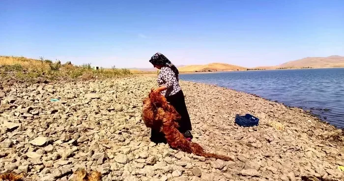Ağrı’da asırlardır süregelen gelenek: Patnoslu kadınlar, çeyizlik yünleri yıkama mesaisine başladı