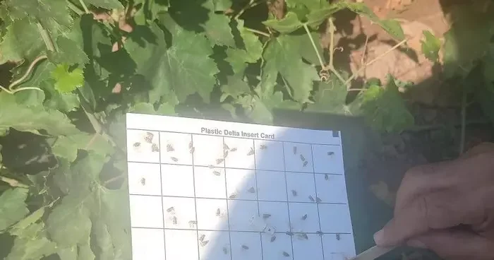 Salihli’de bağcılara salkım güvesi ve unlu bit uyarısı