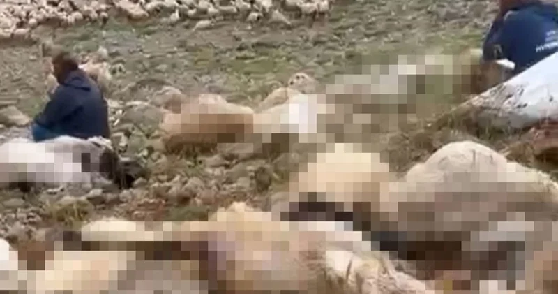 Tunceli’de yaylaya yıldırım düştü; Onlarca küçükbaş öldü