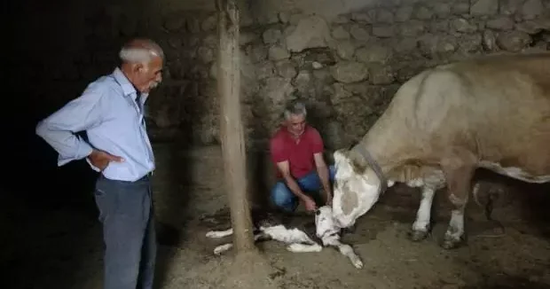 Malatya haberleri Malatya da dünyaya gelen çift başlı buzağı görenleri şoke etti 16 Temmuz 2025