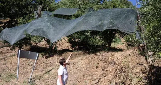 Aydın haberleri Geçen yıl ağaçta bırakılan mahsul, bu yıl korumaya alındı 16 Temmuz 2025
