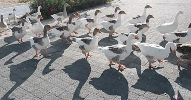 Kazları rahat bırakın