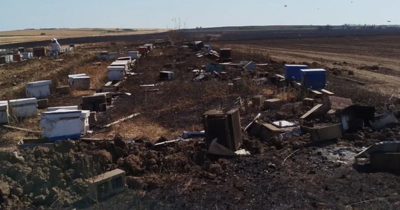 Tekirdağ da anız yangını 400 arı kovanını kül etti