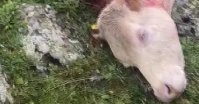 Ardahan da hayvanların otladığı yere yıldırım düştü: Birçok inek telef oldu VİDEO İZLE