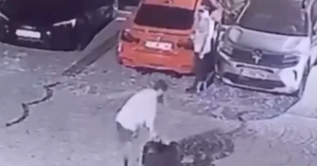 Türkiye nin gündemine oturan Ayşe Tokyaz cinayetinde yeni görüntüler ortaya çıktı: Cesedin valizle taşındığı anlar kamerada VİDEO İZLE
