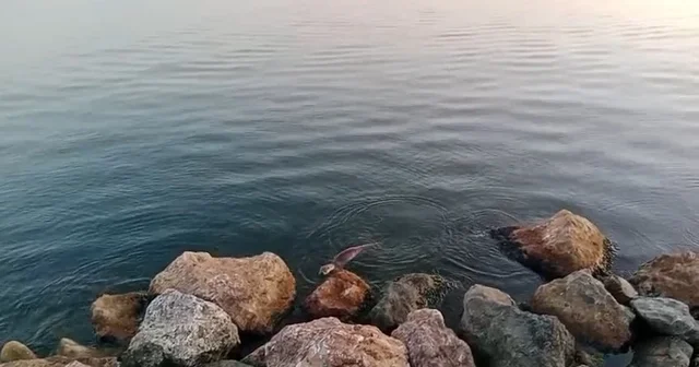 Zonguldak ta su samuru görüntülendi Zonguldak Haberleri