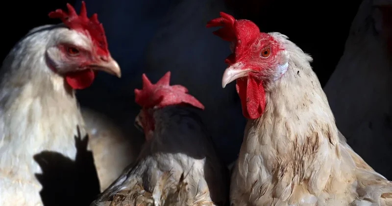 Yumurta fiyatları düşünce Rusya tavuk katliamı yaptı Sözcü Gazetesi